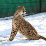 Gepard-cztery_Easy-Resize.com_.jpg