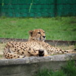 Gepard-trzy_Easy-Resize.com_.jpg