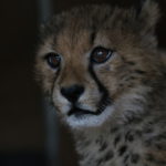 gepard-dwaJPG_Easy-Resize.com_.jpg